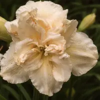 Angel Cups AHS image
