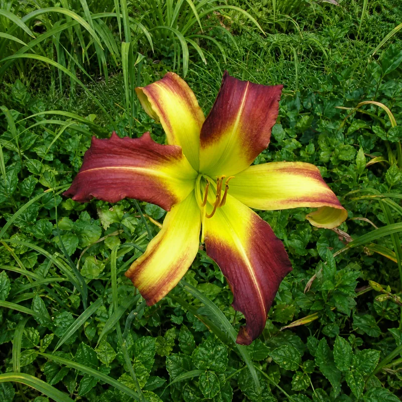 Mary Helen Jarrell