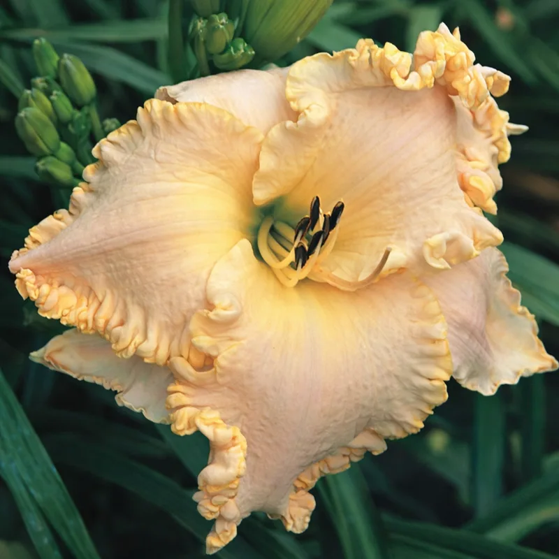 Dripping with Gold AHS image