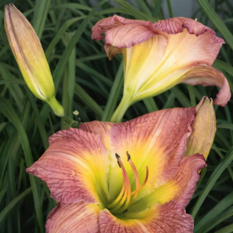 Mauve Wonder AHS image