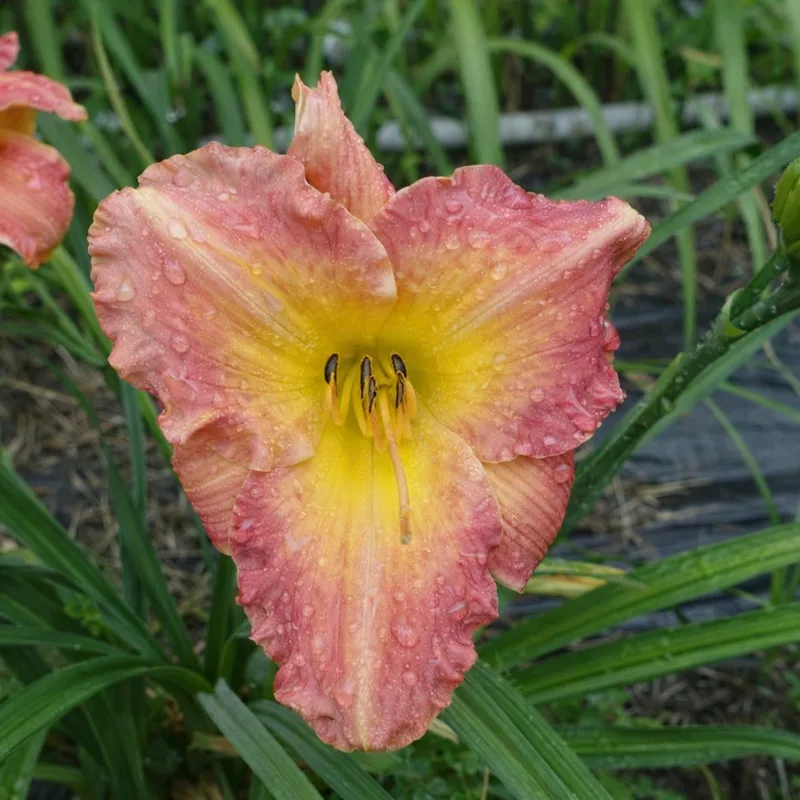 Mayan Poppy AHS image