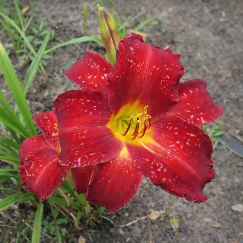 Dunrobin Red Velvet
