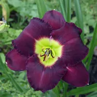 Mephistopheles AHS image