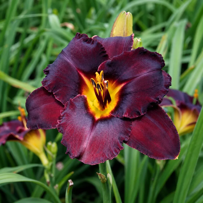 Ebony Jewel
