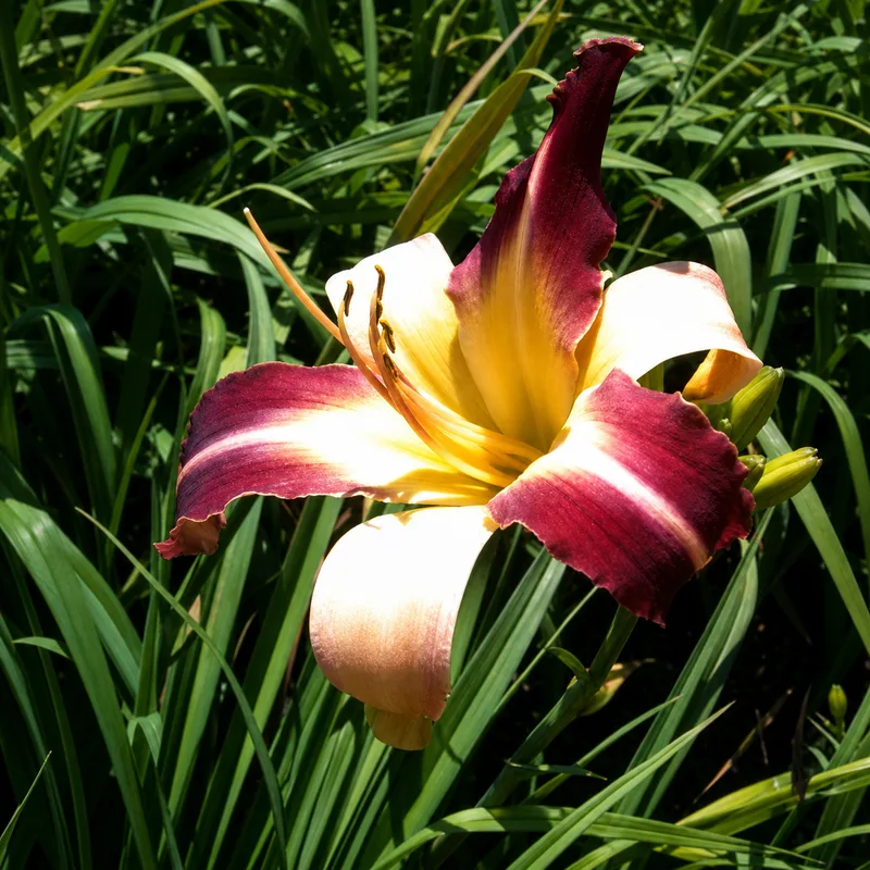 Morning Prize