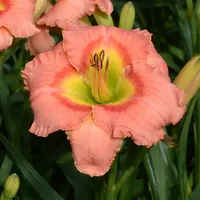 Elegant Candy AHS image