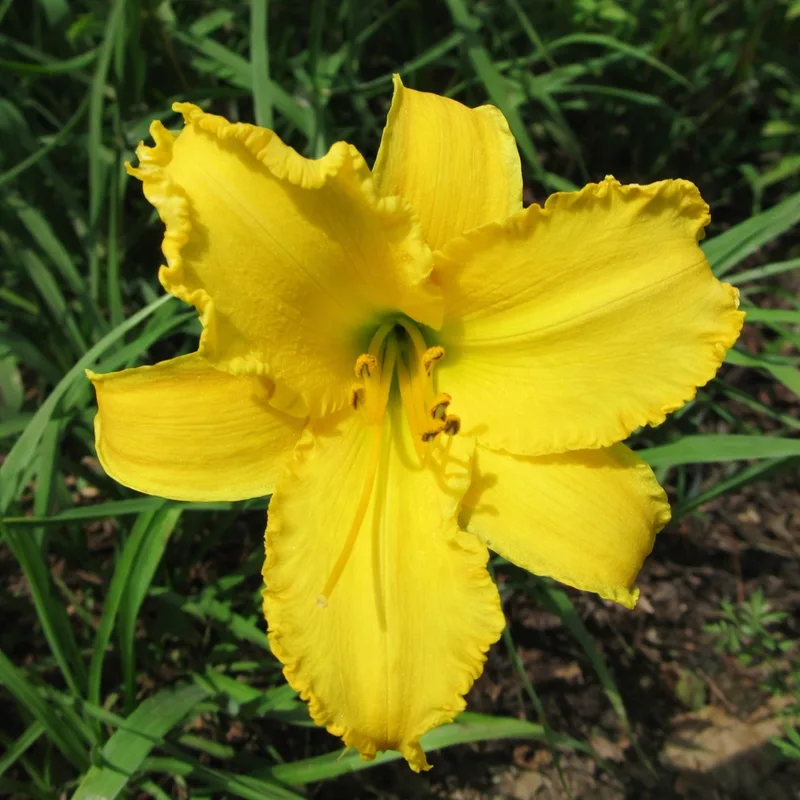 Newberry Frilly Lady AHS image