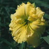 Emerald Splendor AHS image