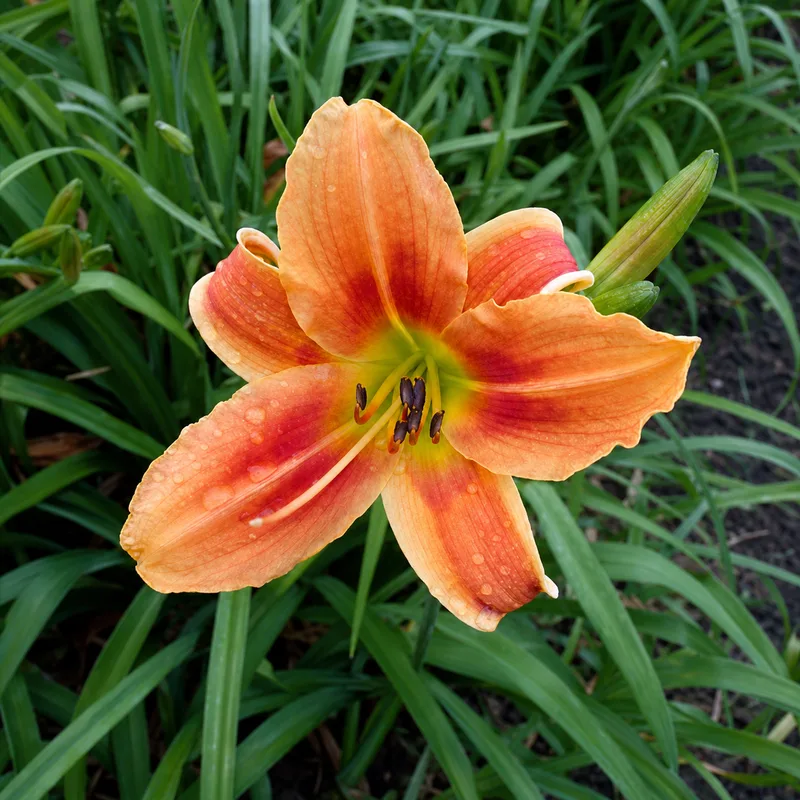 Novelty Number daylily bloom