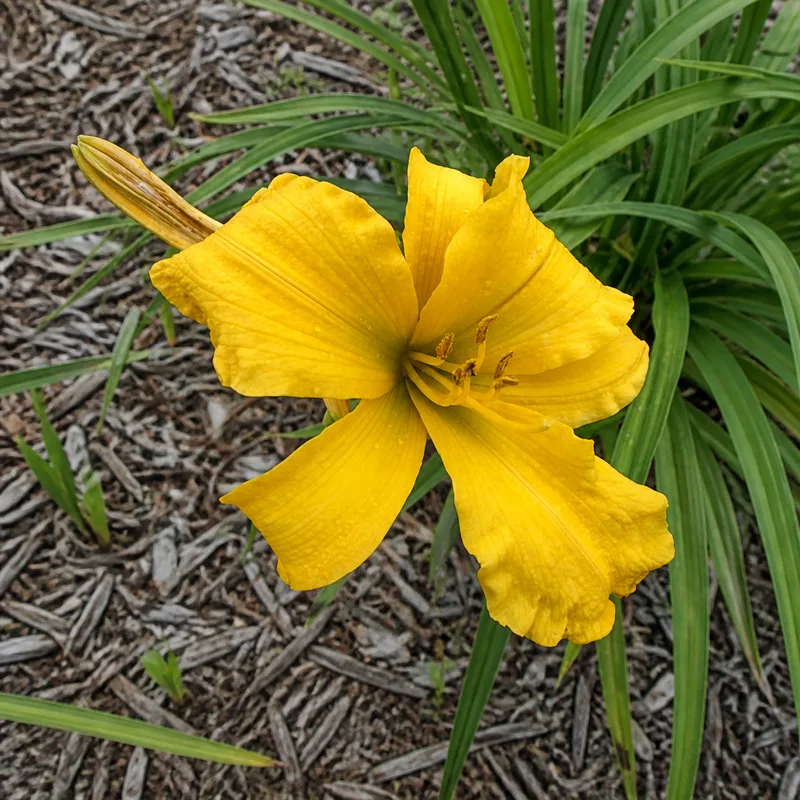 Orange Beauty