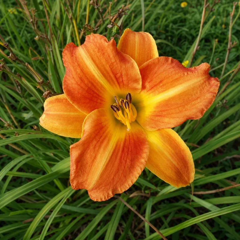 Orange Slice