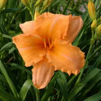 Orange Velvet AHS image
