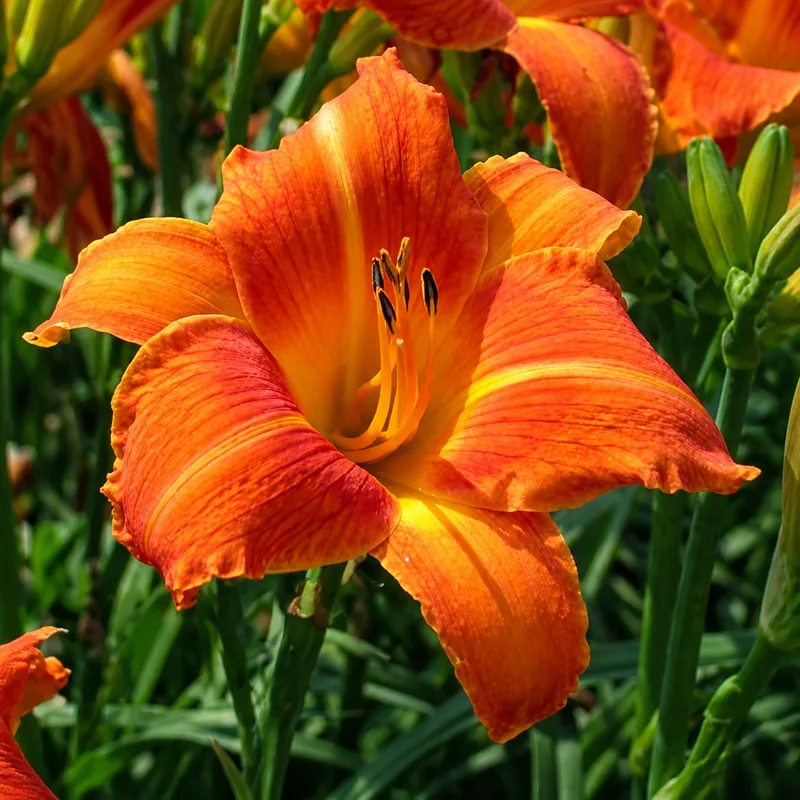 Orange Vols