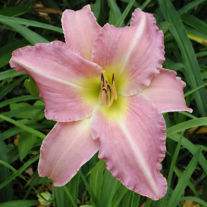 Pastel Pink