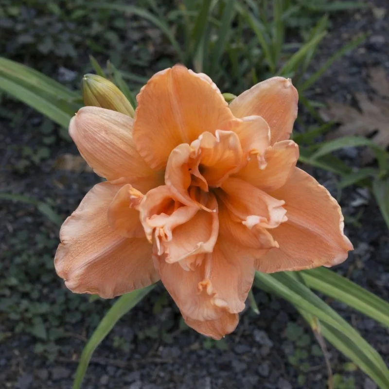 Peach Magnolia AHS image