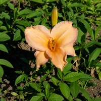 Peach Perfection AHS image