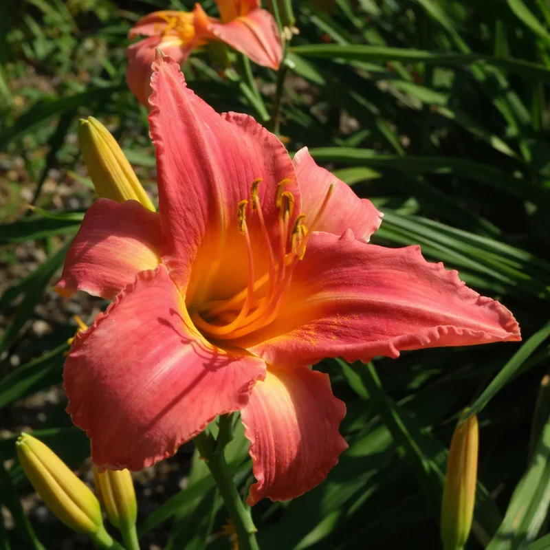 Persian Market daylily bloom