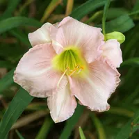 Pink Attraction AHS image