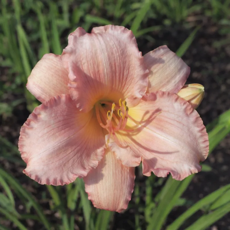 Pink Ballerina AHS image
