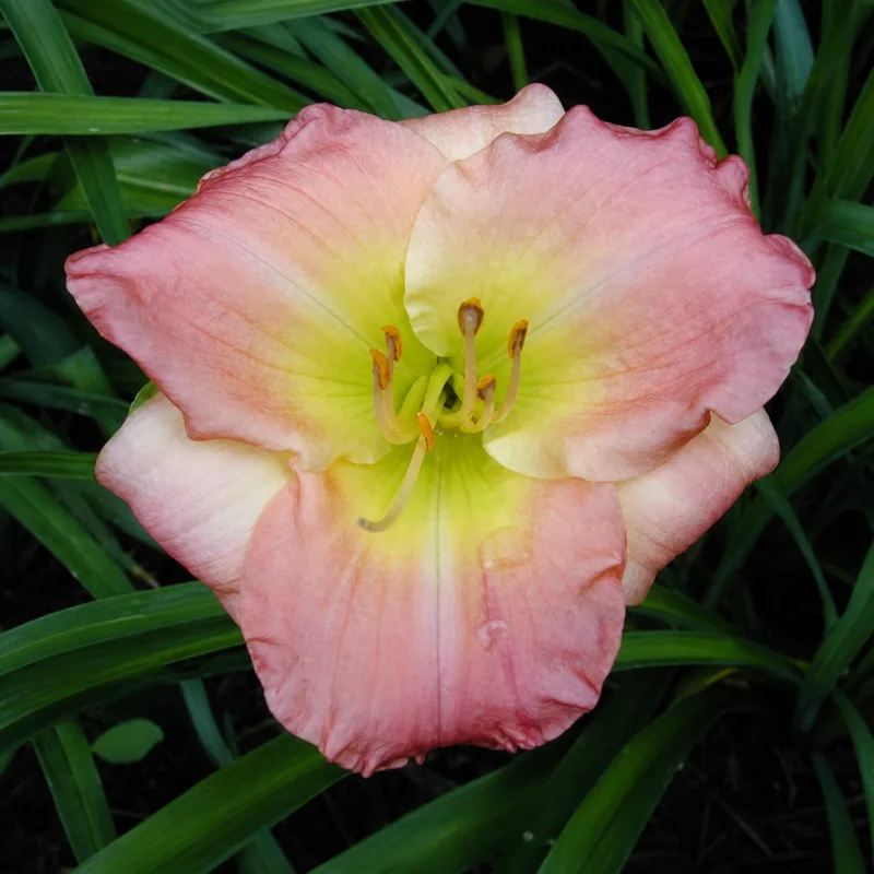 Pink Power
