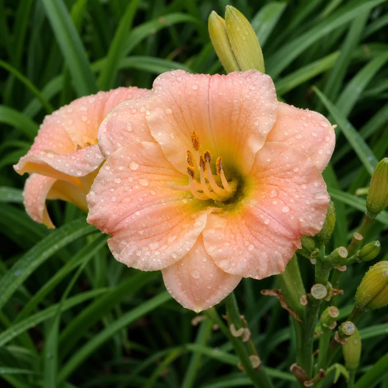 Pink Puff