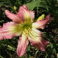 Pink Super Spider AHS image