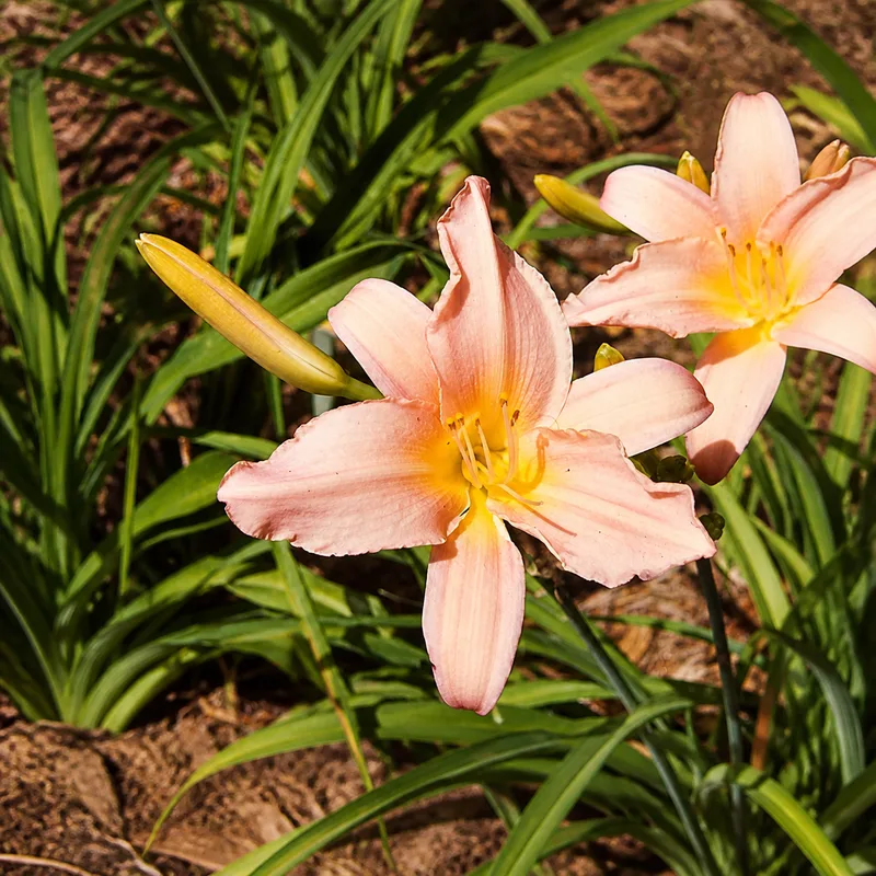 Pink Superior