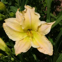 Polly Posy AHS image
