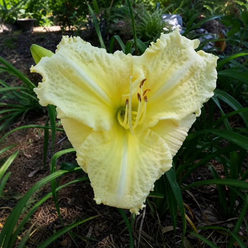 Fair Haven Frills