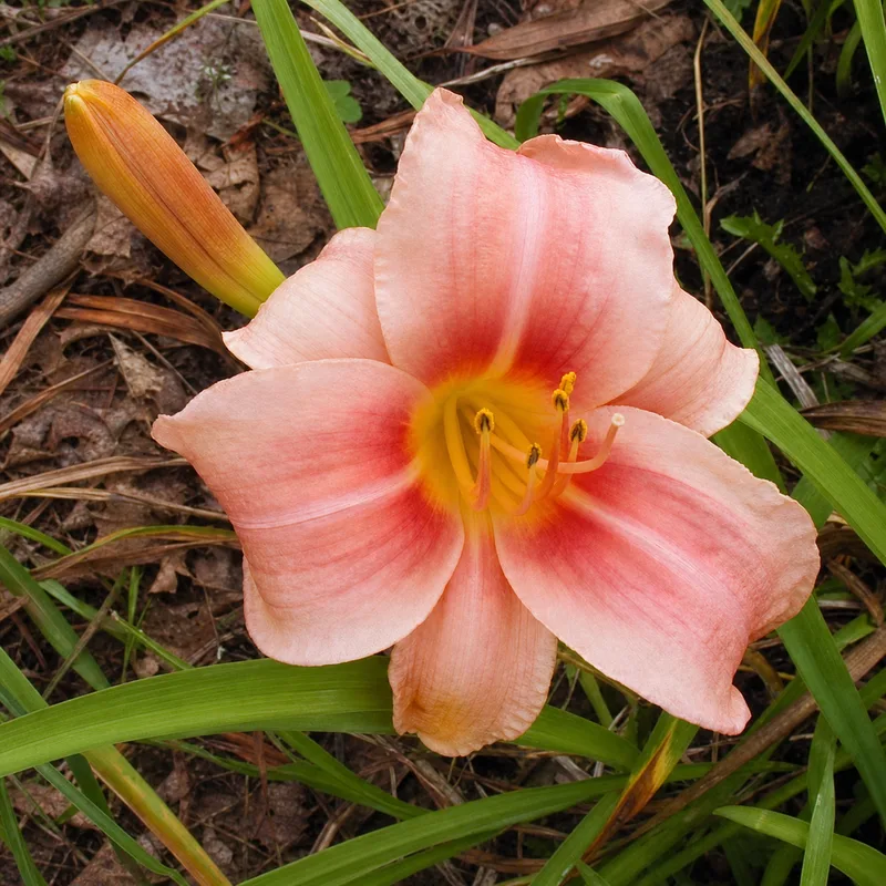 Prairie Belle