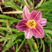 Prairie Blue Eyes AHS image