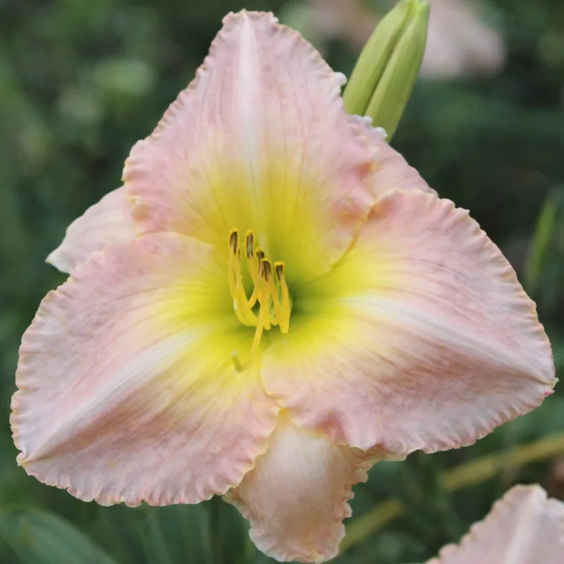 President's Lady AHS image