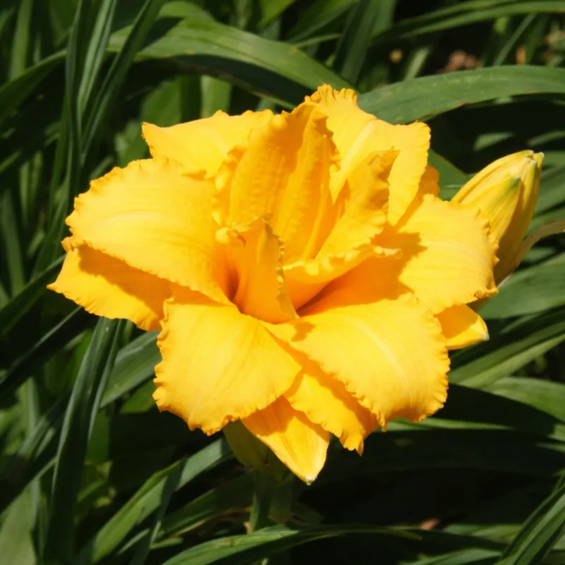 Prester John daylily bloom