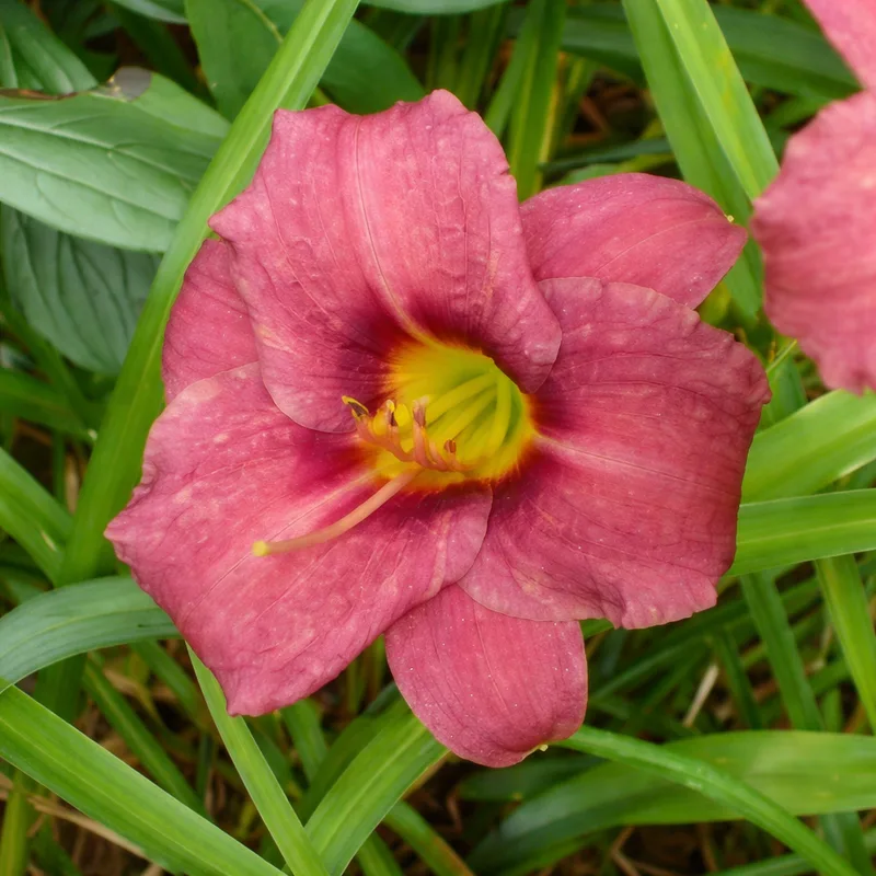 Raspberry Pixie daylily bloom
