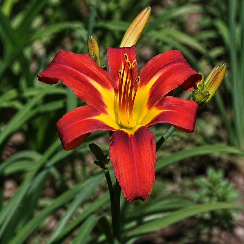 Red Splendor