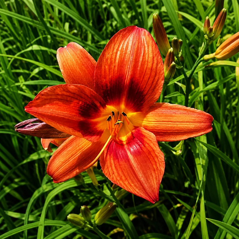 Red Star