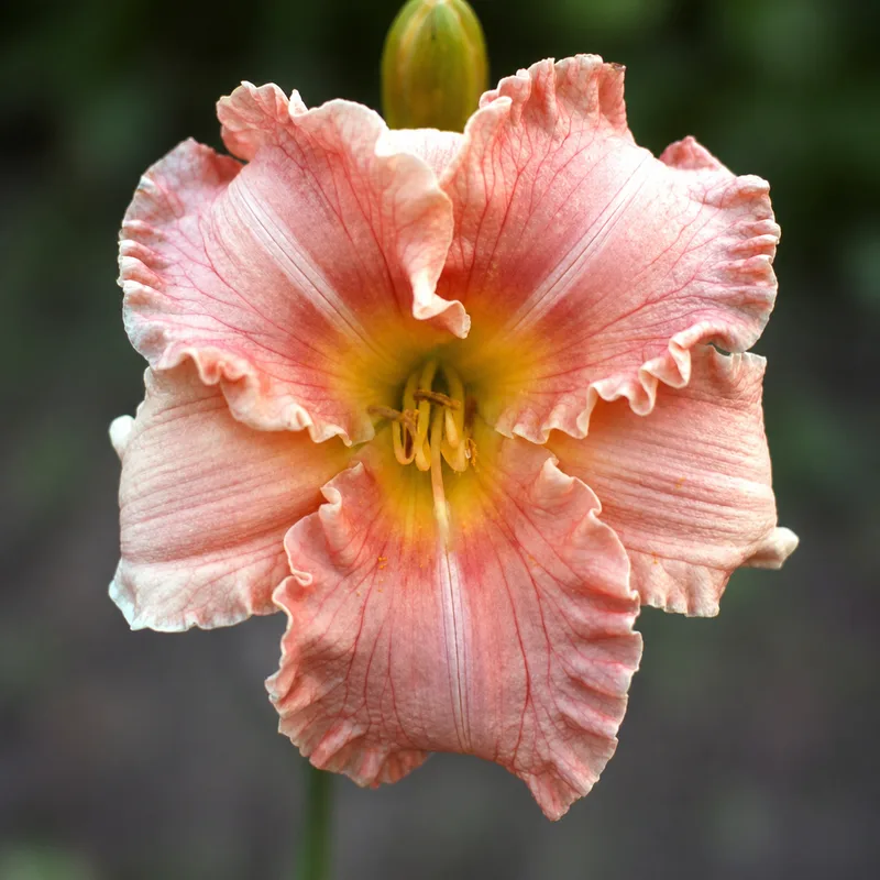 Rose Frilly Dilly