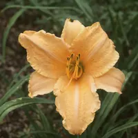 Ruffled Apricot AHS image
