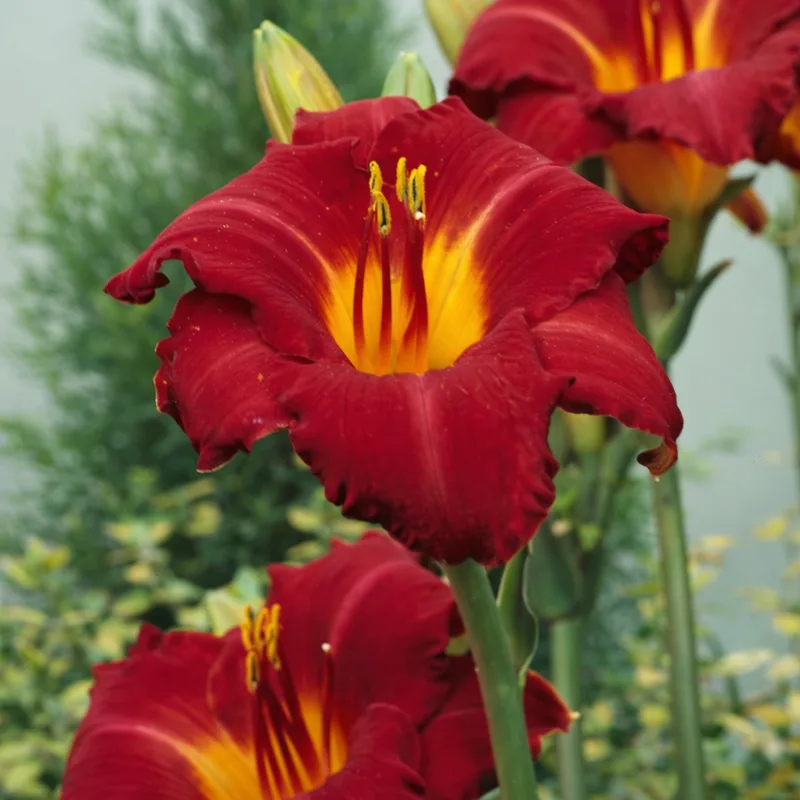 Ruffled Ruby AHS image