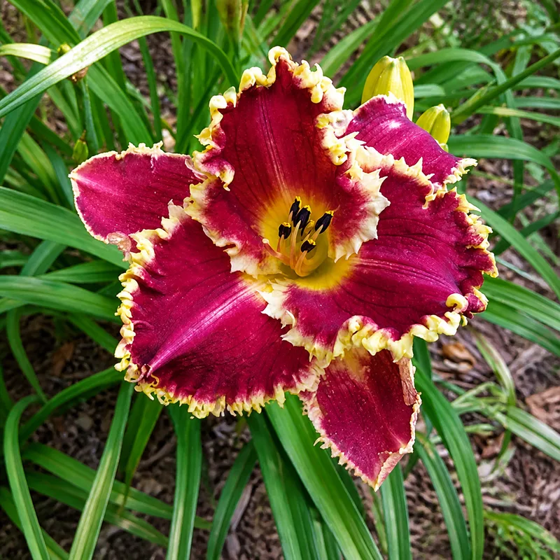 Forestlake Devil's Mistress