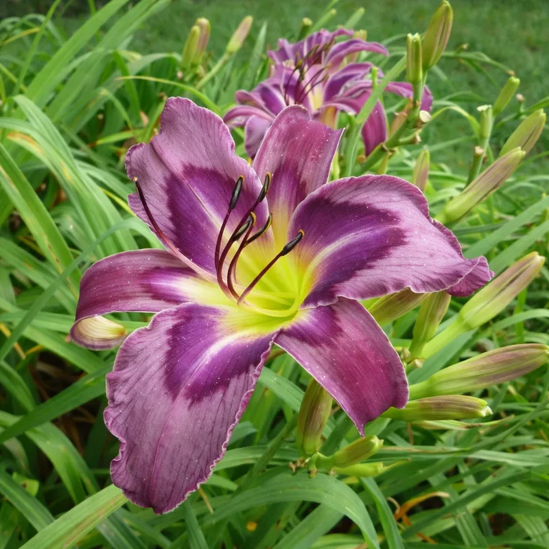 Satin Bird AHS image