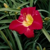 Scarlet Orbit AHS image