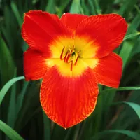 Scarlet Pansy AHS image