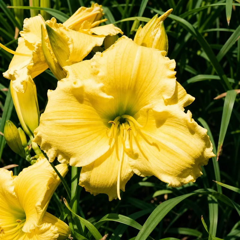 Siloam Fairy Mist daylily bloom