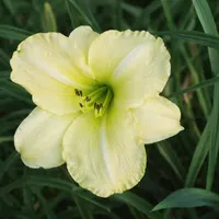 Siloam Frosted Mint AHS image
