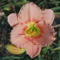 Siloam Pink Petite AHS image