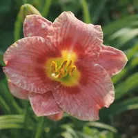 Siloam Prissy AHS image