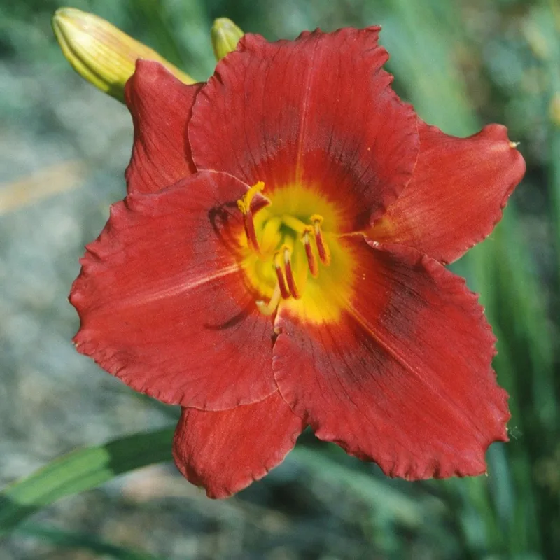 Siloam Show Girl AHS image