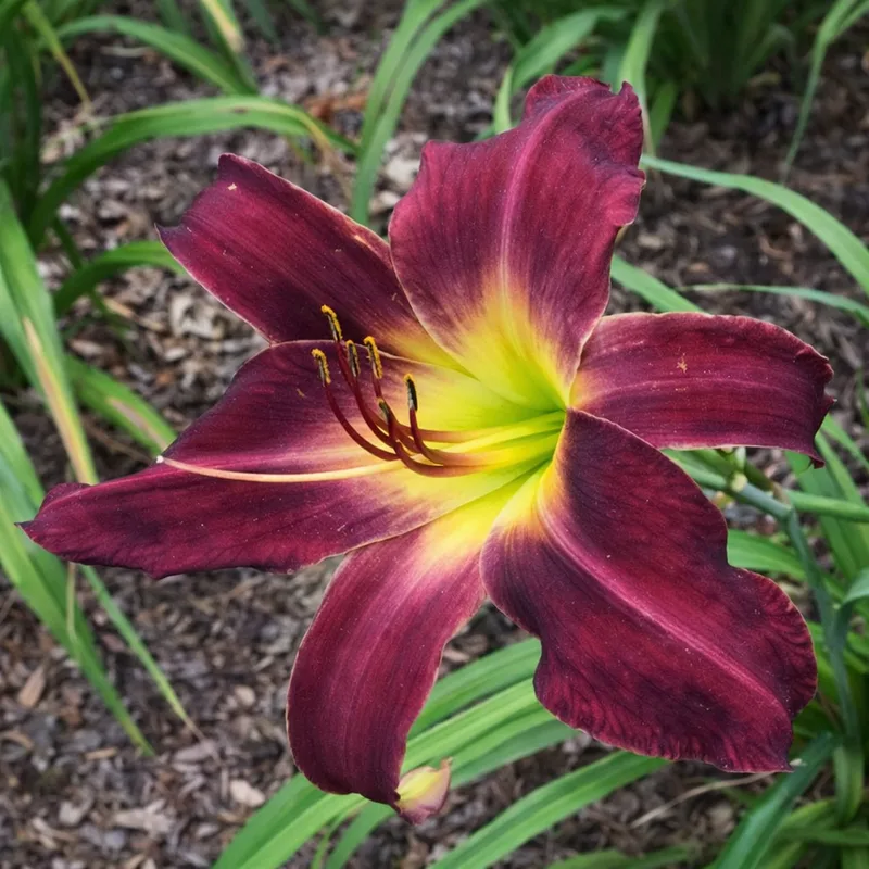Frankie's Fantasy daylily bloom