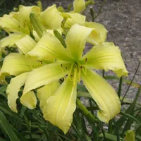 Spider Miracle AHS image